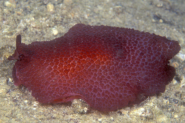 Pleurobranchus peroni